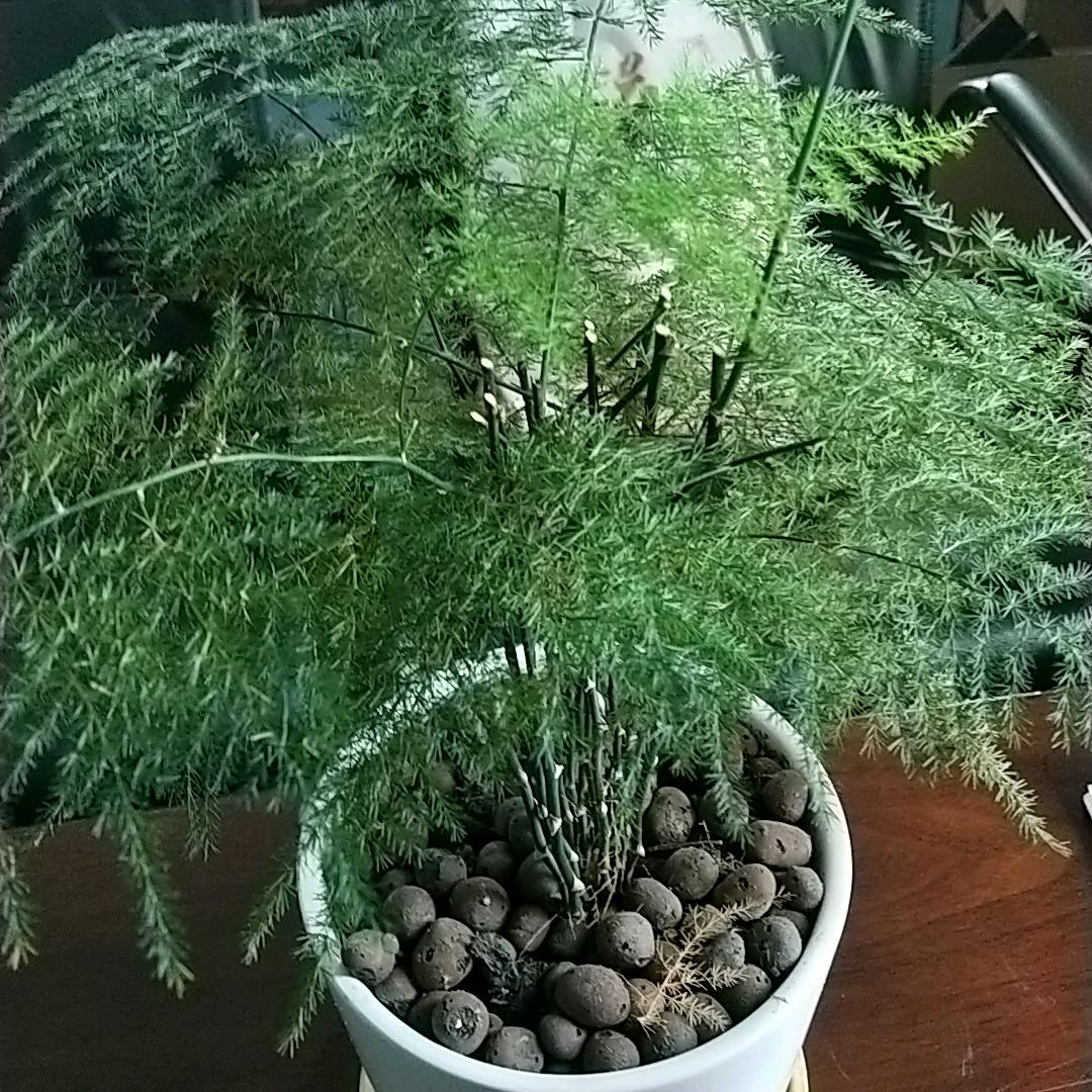 为了胜利头像