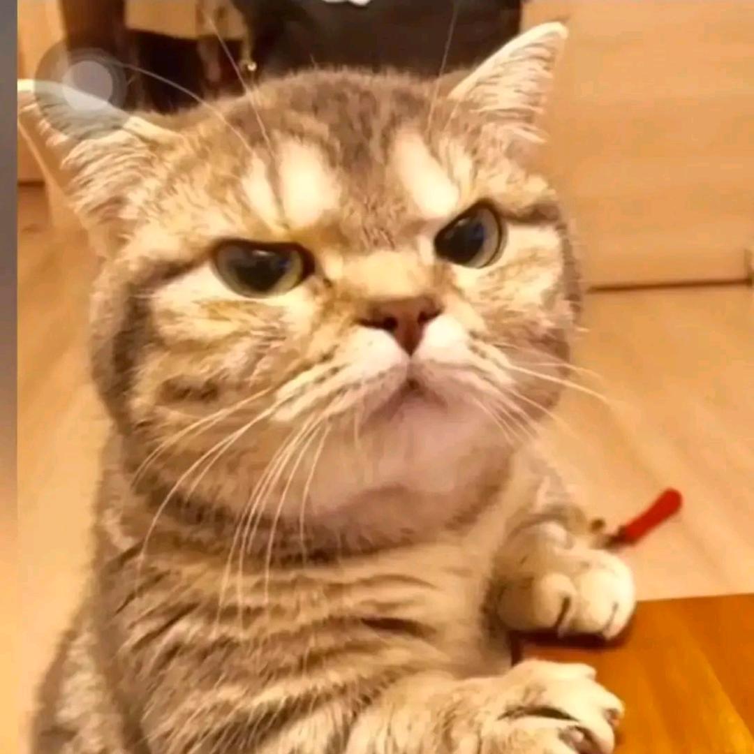 性感皮皮虾萌新渗透突击团