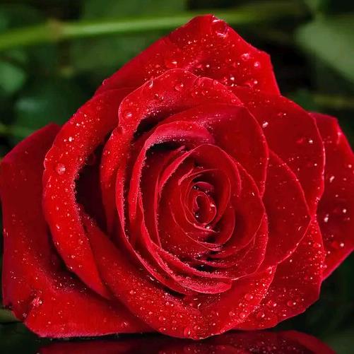 雨中玫瑰🌹