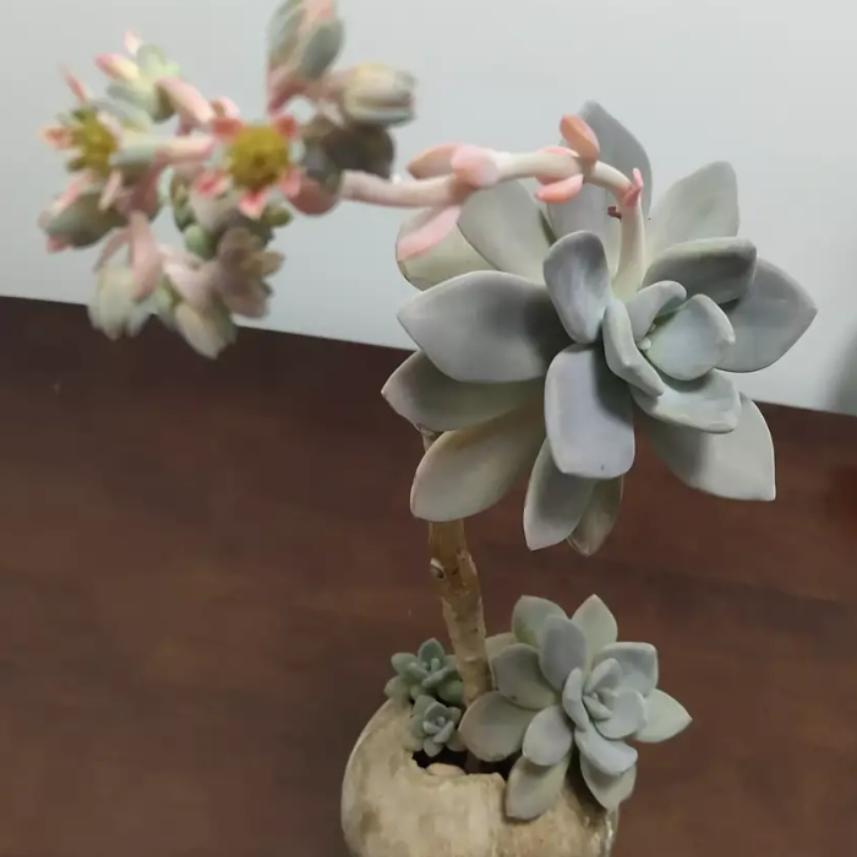 🐬没有壳的蜗牛🀄