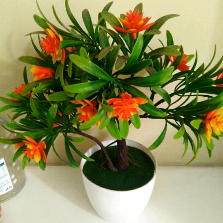 春暖花开小号(大号每晚七点二十分开播)