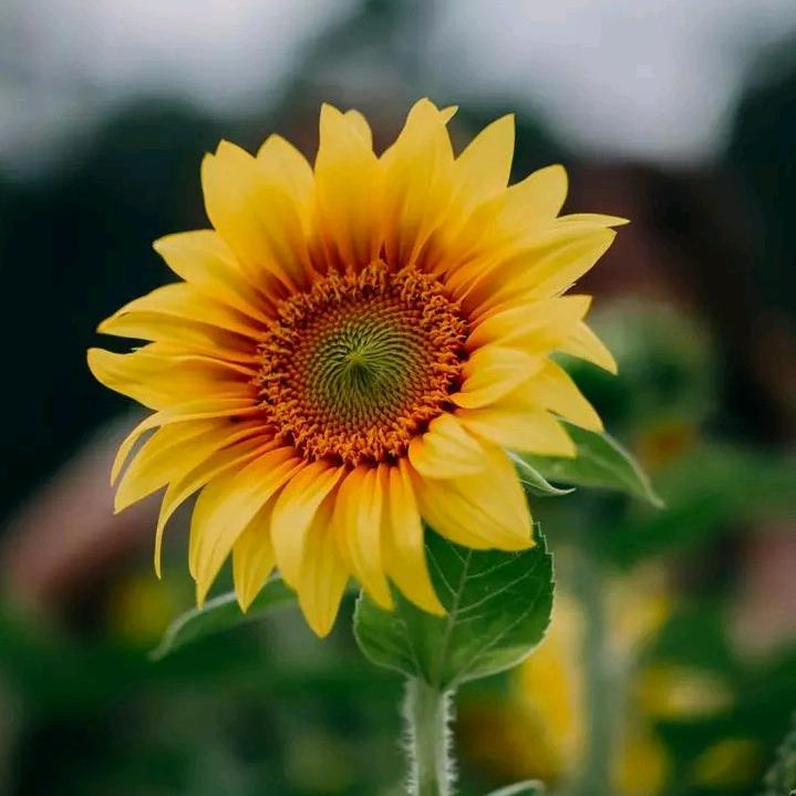李爱玲