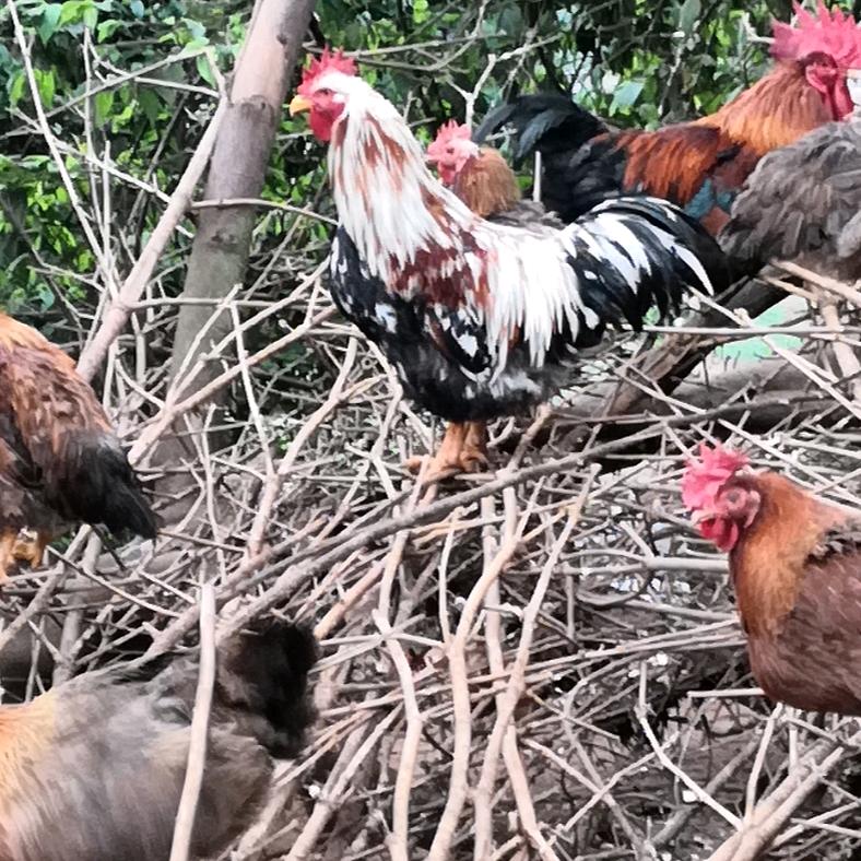 露姐养殖培育表弟养殖