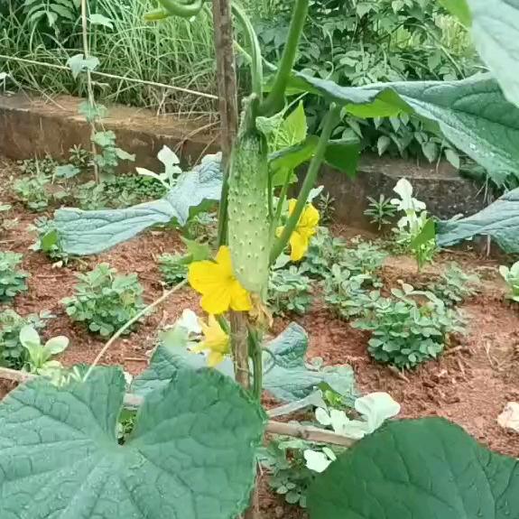 飜飝玉