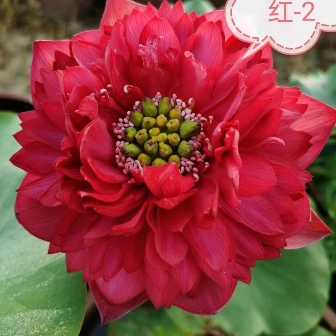 炎刘镇，爱尚鞋