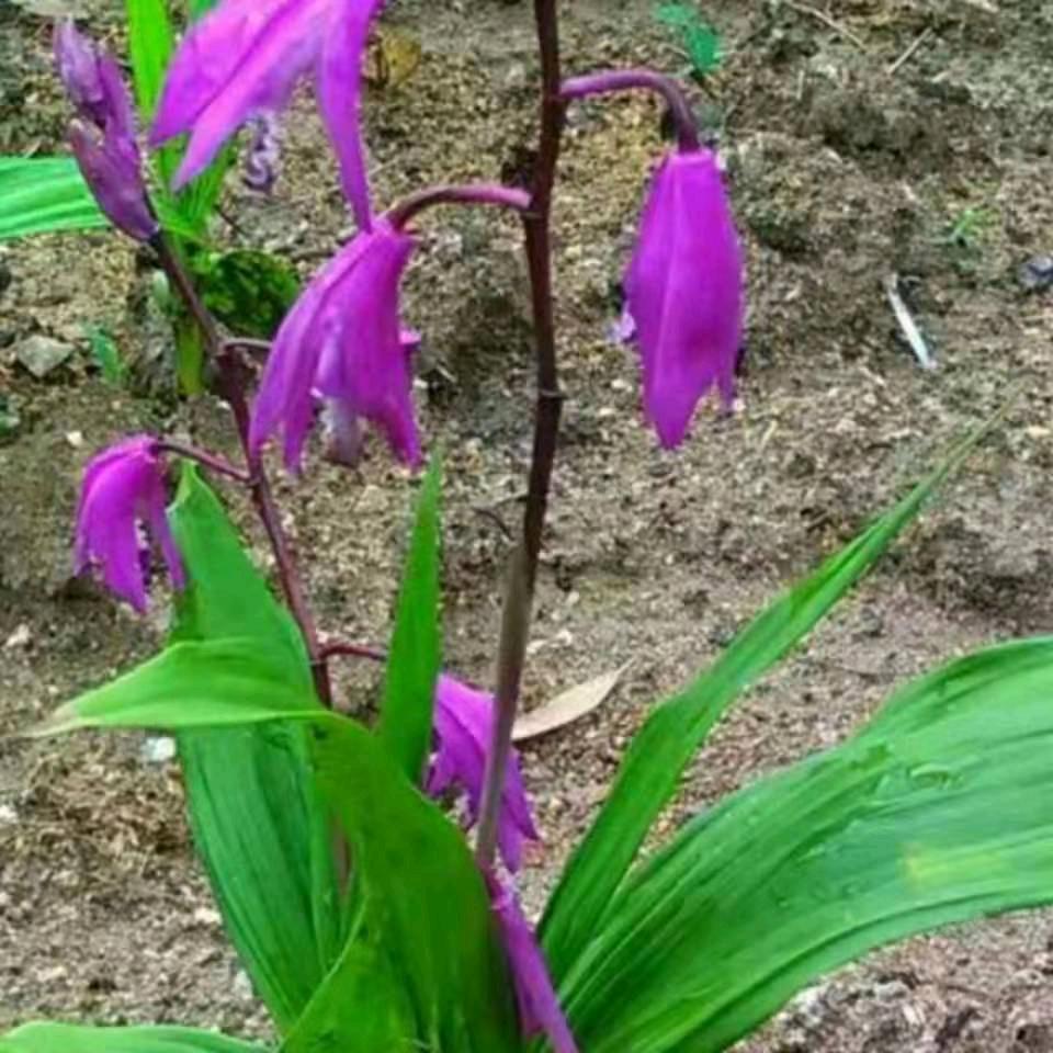 太湖县金金药材种植有限责任公司