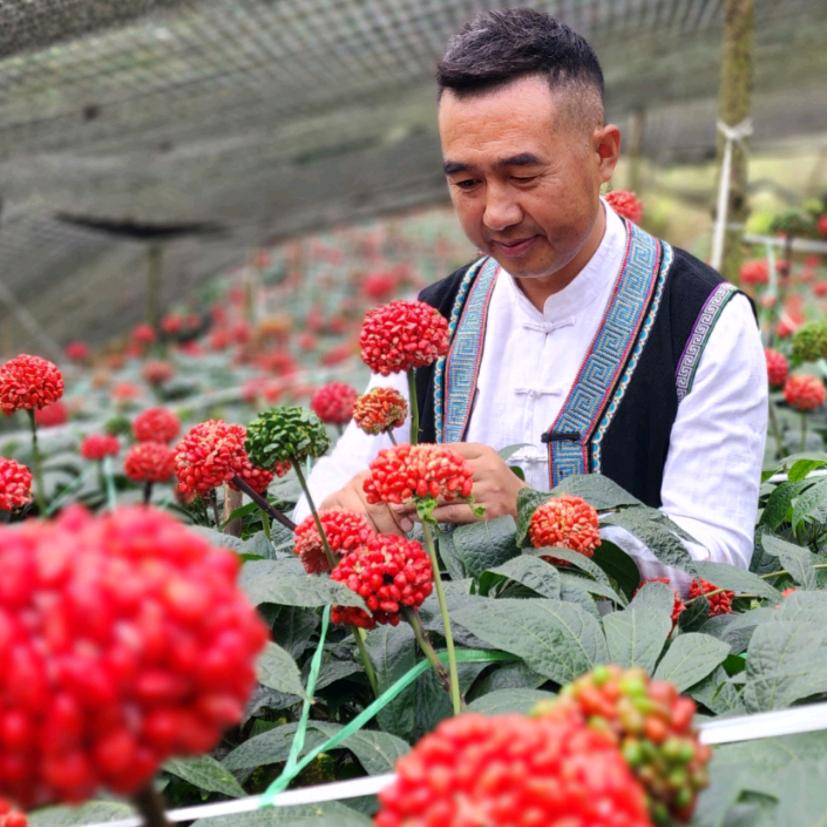 三七守护人