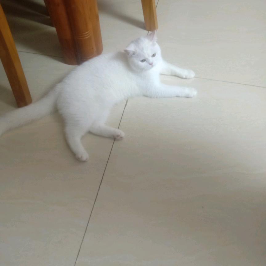 棟油