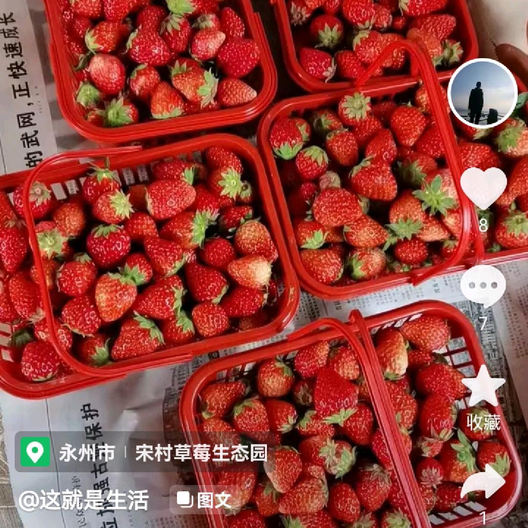 老宁老品种香瓜奶油草莓采摘园