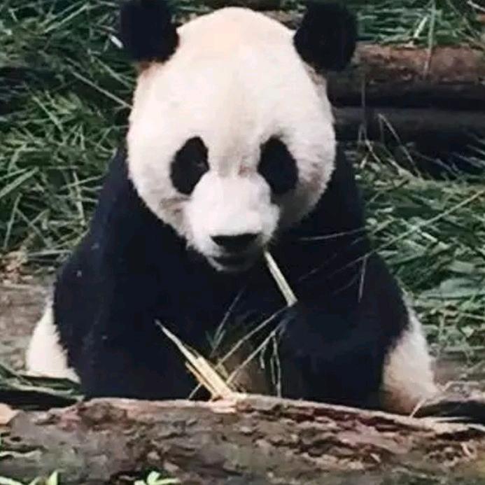 泥德豪