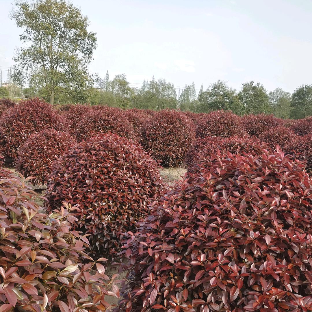 高杆冬青(女贞)陈陈苗圃