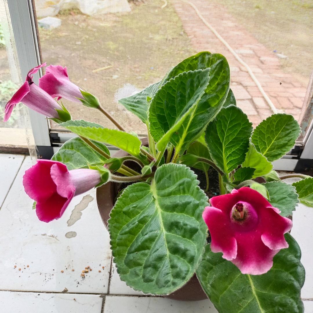 梦想成真