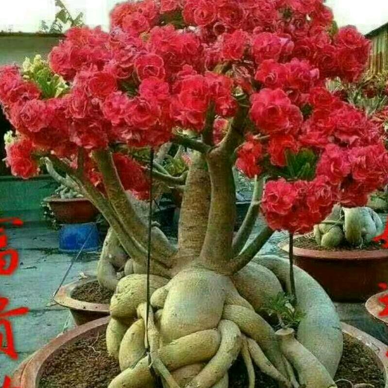 天天好运来