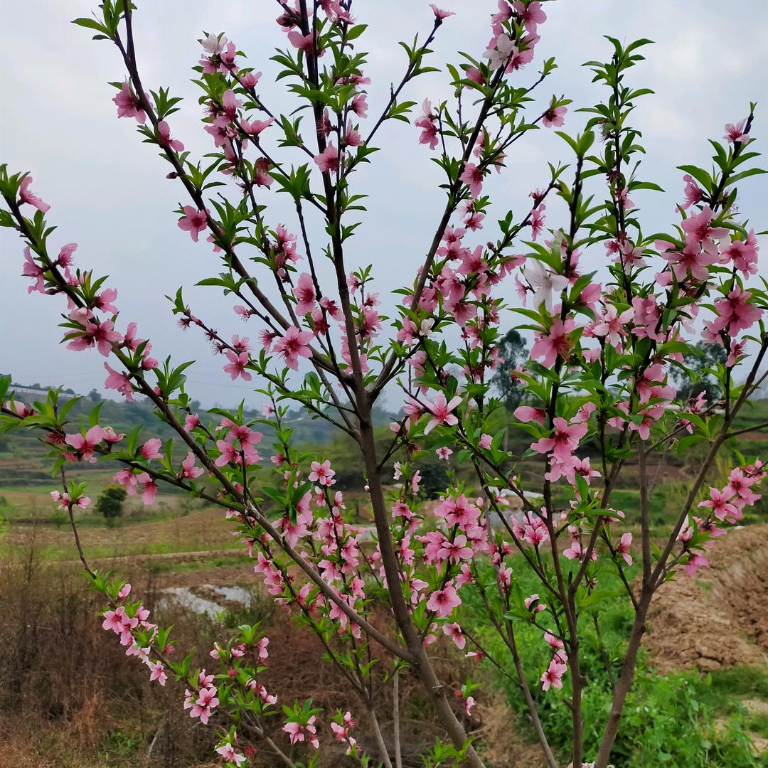 春暖花开（任……）