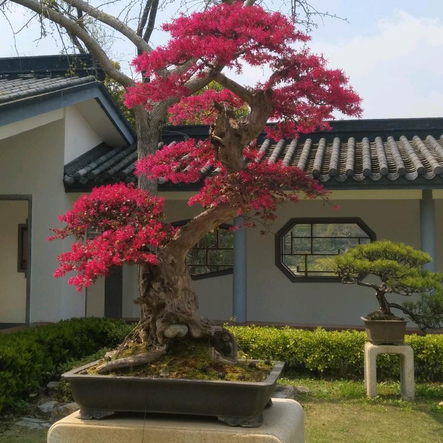 汤帅