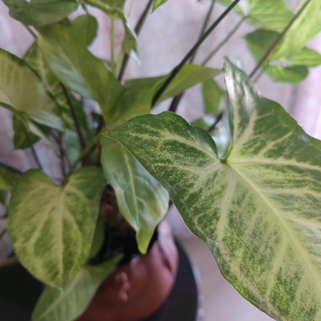 森林