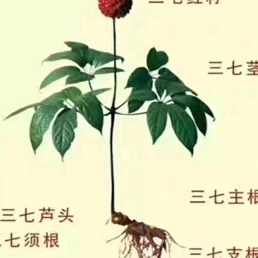 云南文山三七种植销售