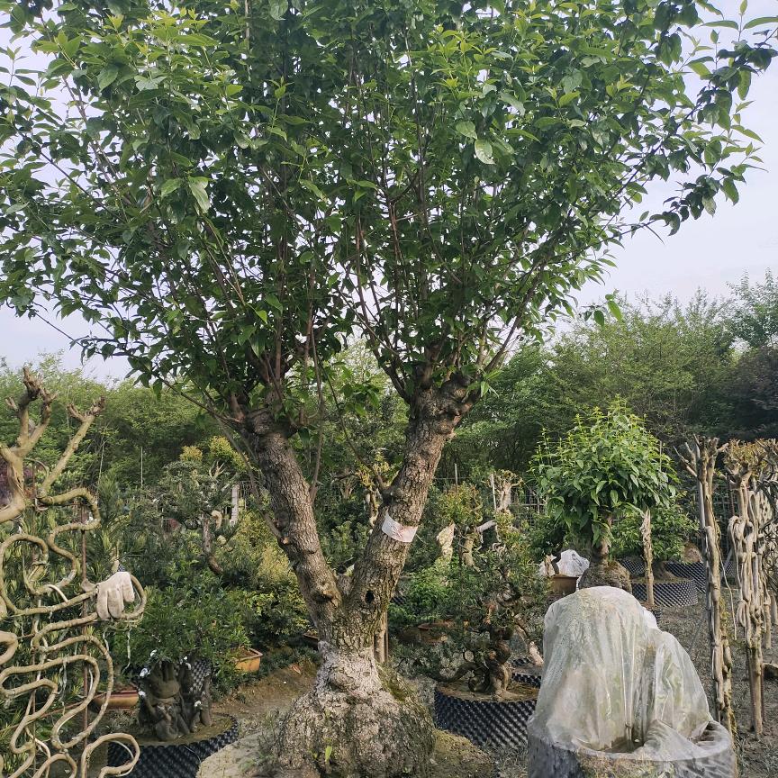 沈良军专业坝坝宴(古桩腊梅)