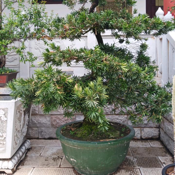 చ꯭念꯭⃧已꯭⃧成꯭⃧伤