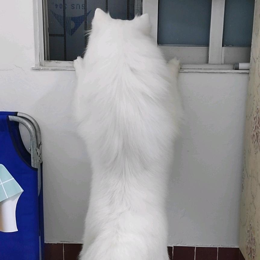 洛君