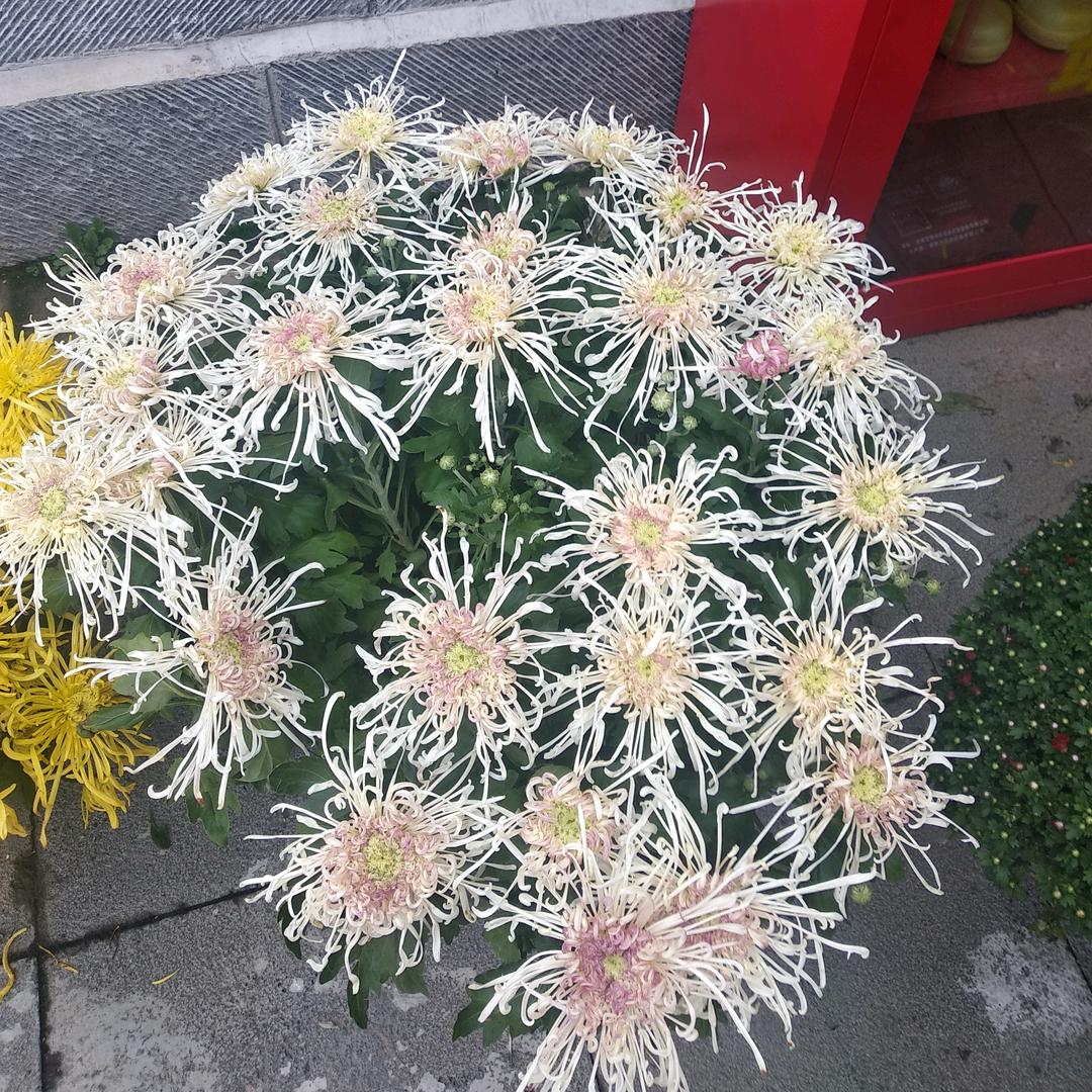 心家