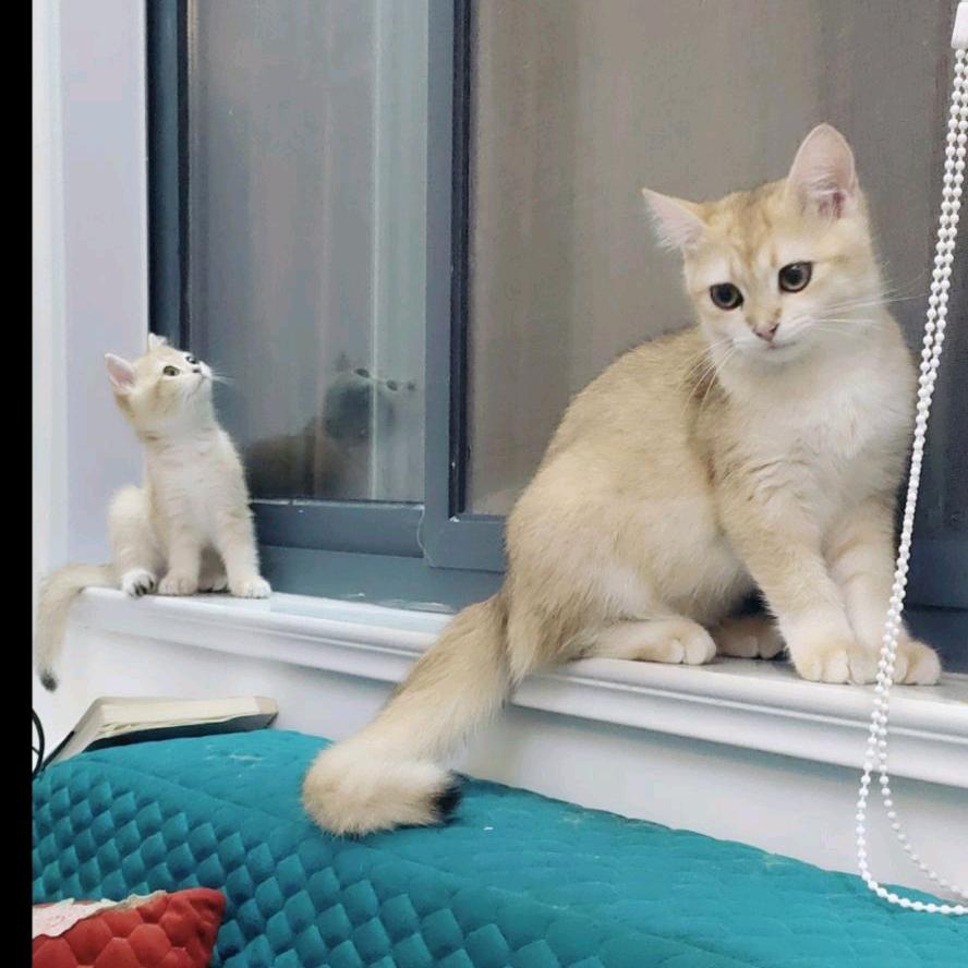 猫行空间