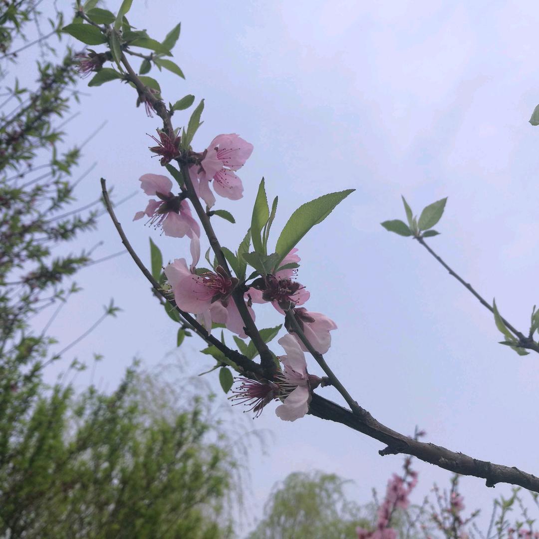 江哥