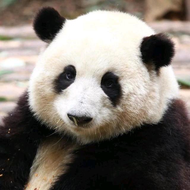 期待 👉明天