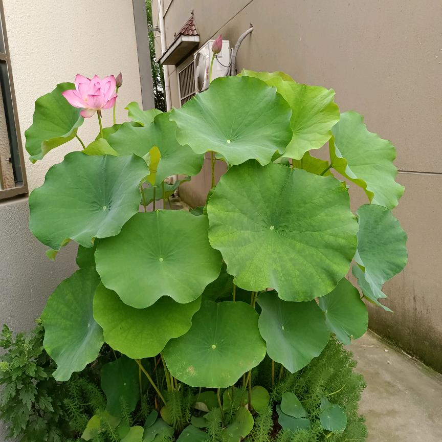 夏日闲情