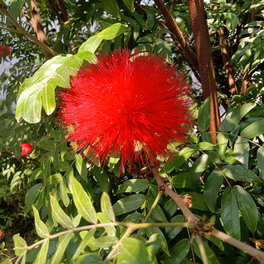 豆腐花