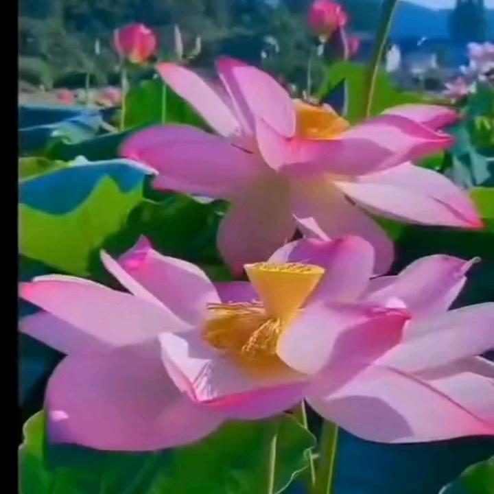 紫罗兰