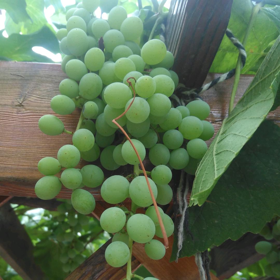 ꧁北栀ˇ凉情꧂