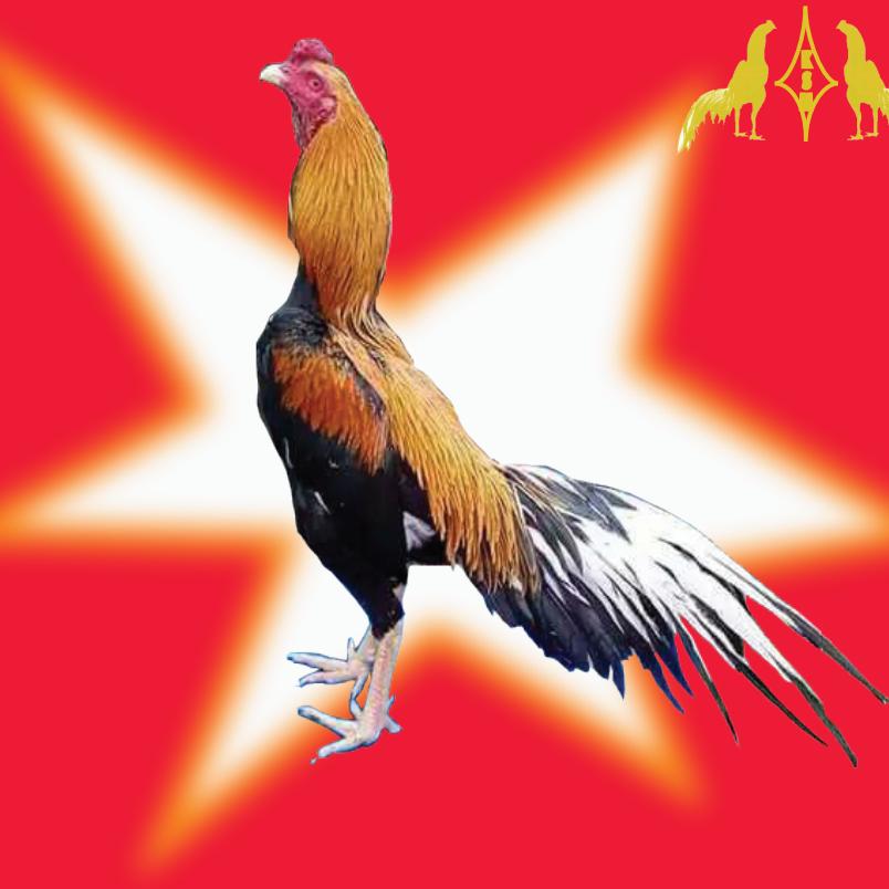 斗鸡文化传播大使