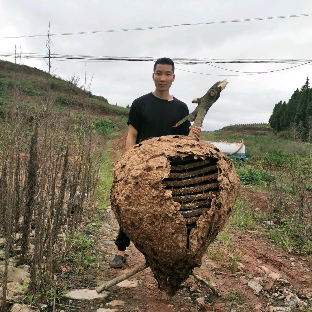 全聚蜂业