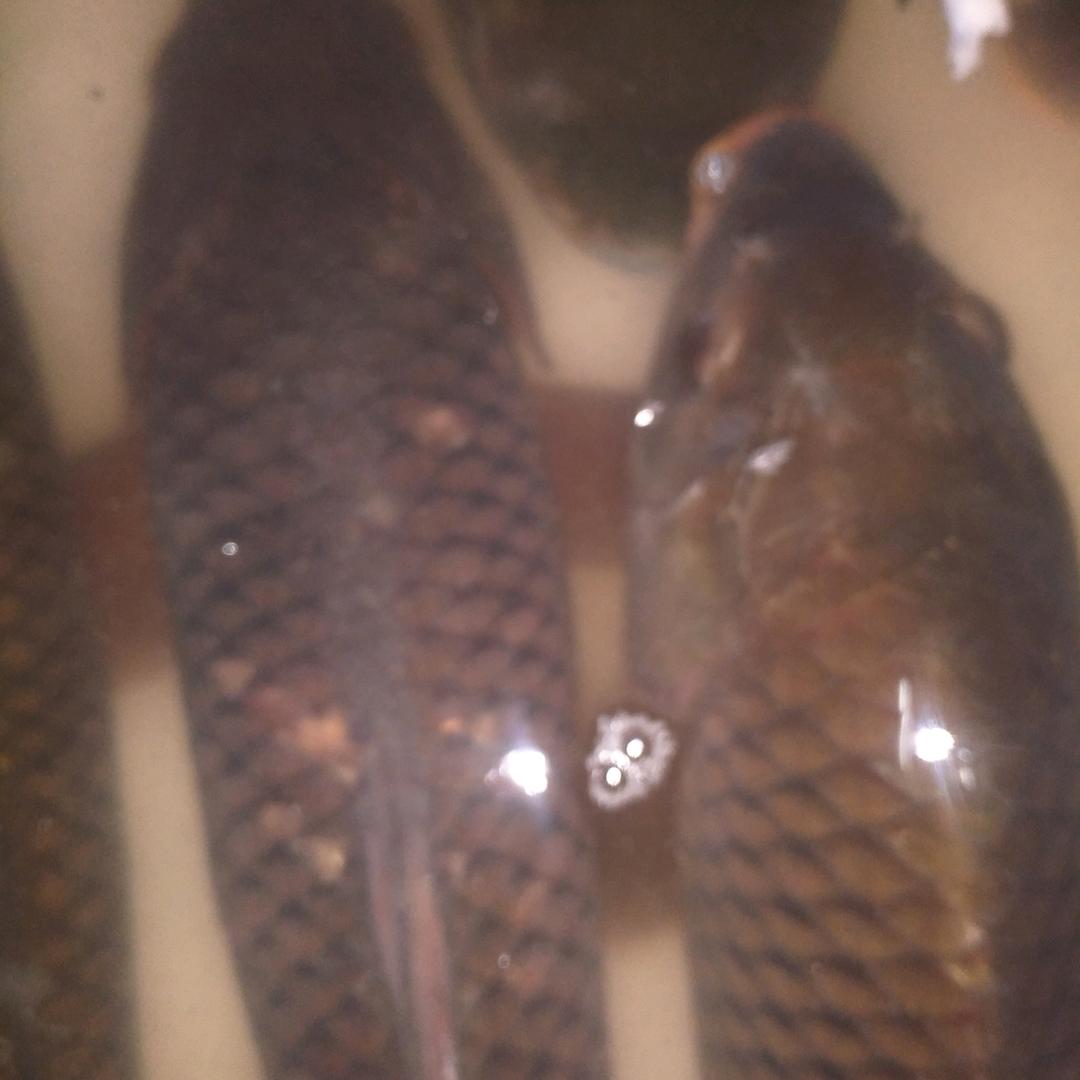 馨淼家庭农场种养殖基地