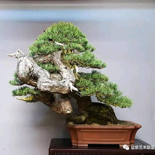 绿冠盆景工作室