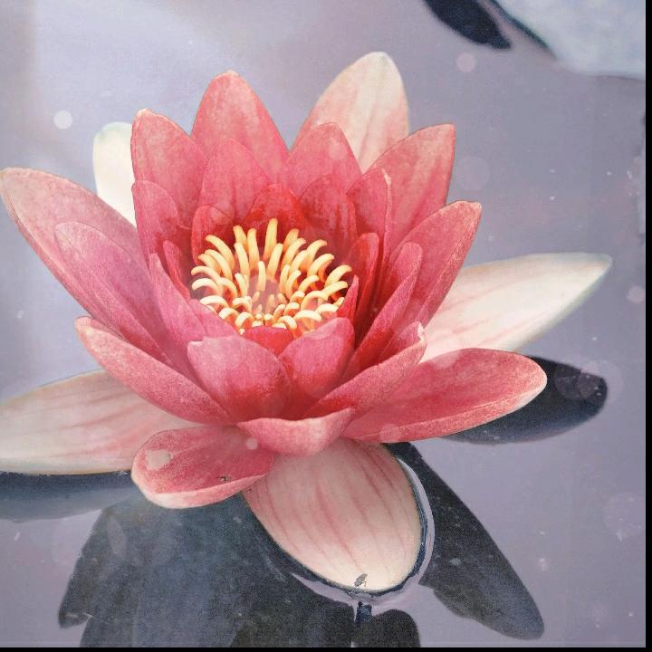 虎羊寨大型包桌