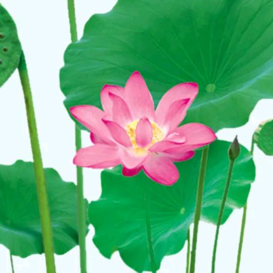 紫月渡人舟