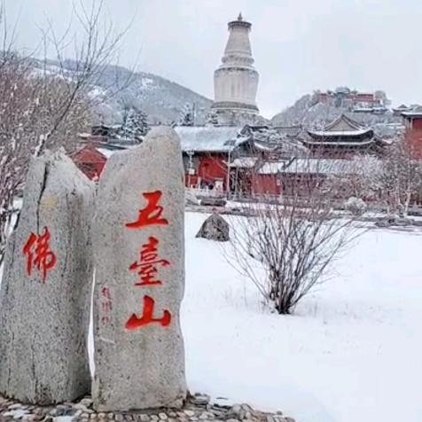 沙漠梧桐