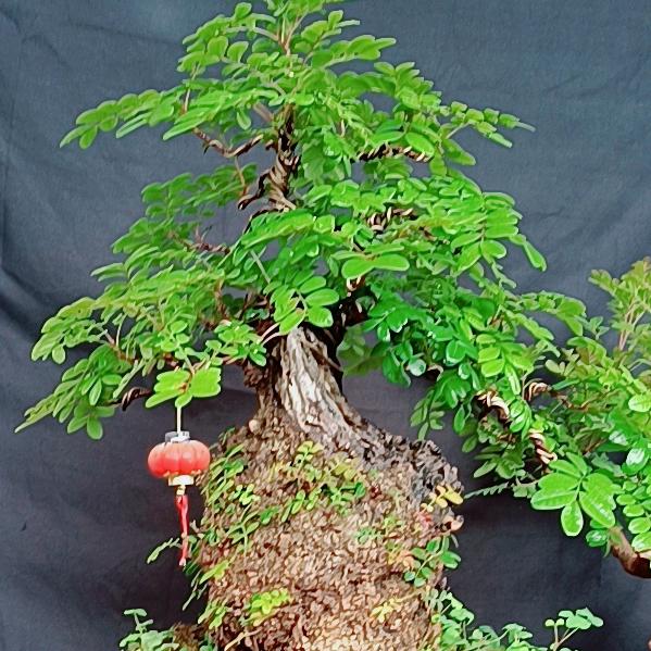 王相张园艺-清香木盆景园