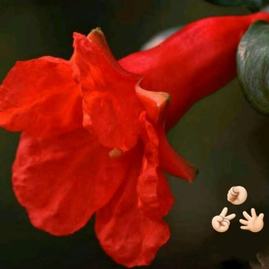 石榴花开的季节