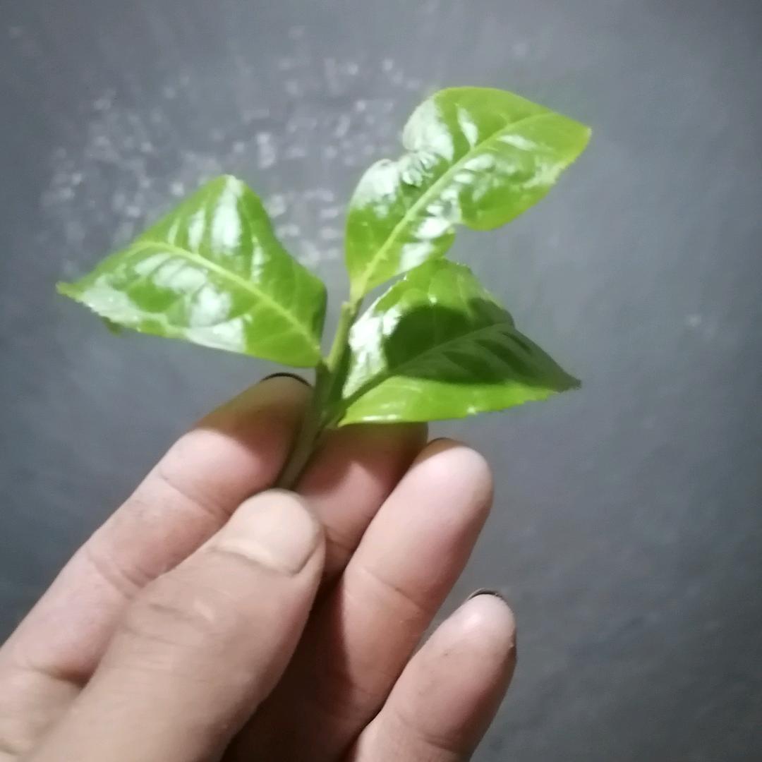 富赛山茶韵(普洱茶源头)
