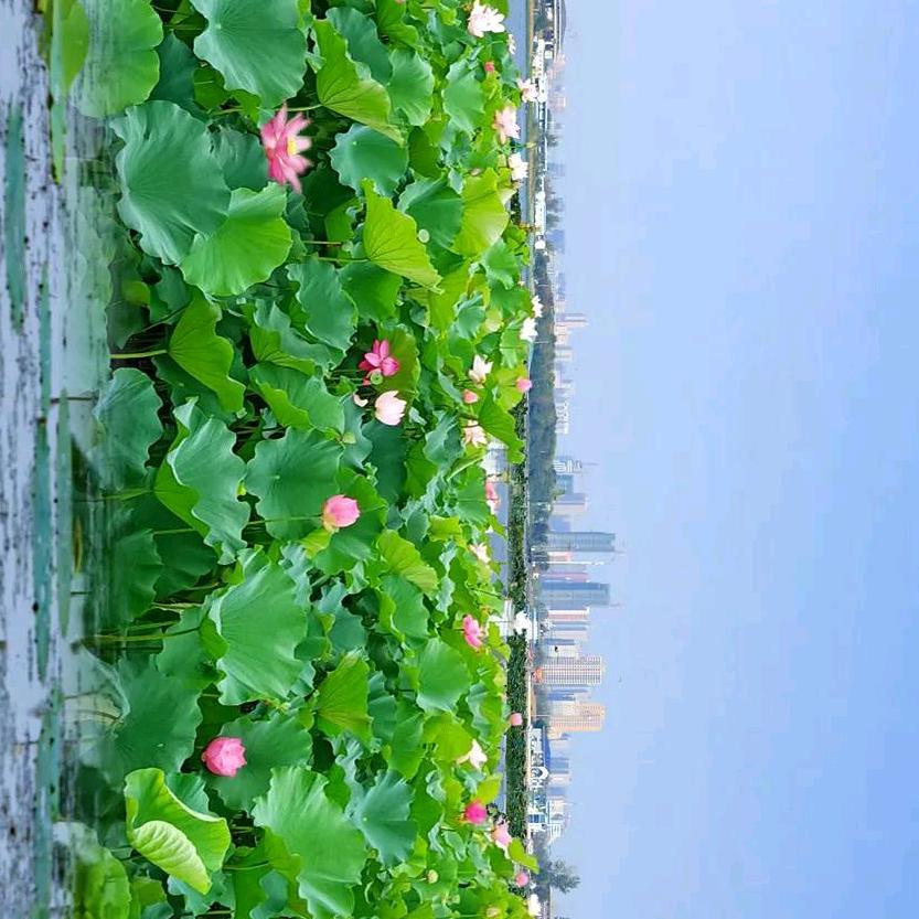 阳光龙@