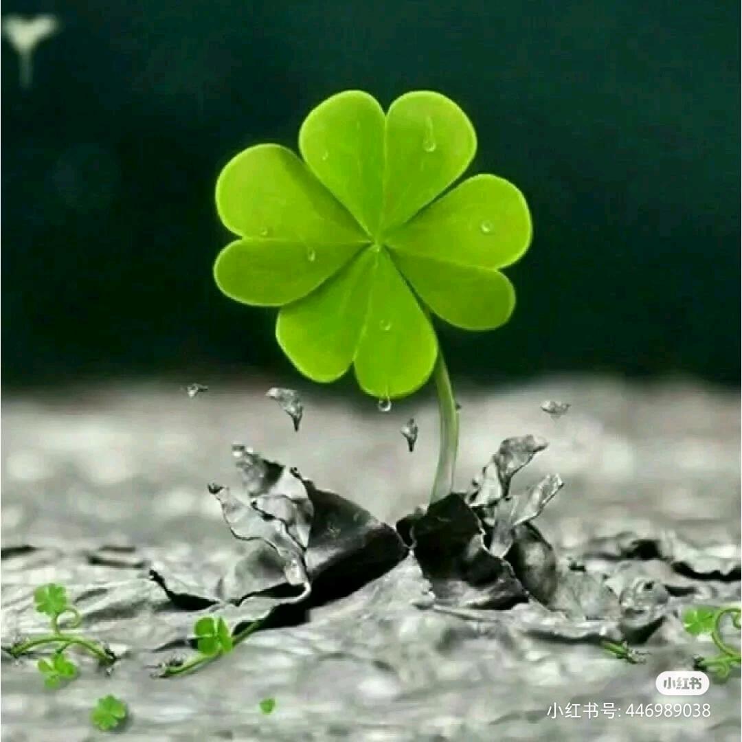 🍀幸运草🍀