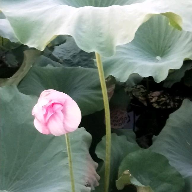 冰是睡着的水(   ˊ ᵕ ˋ 💦)