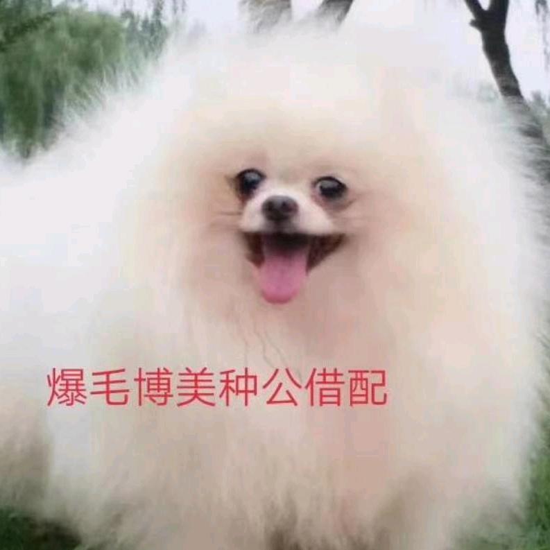 海门迷您宠物（在三星镇）