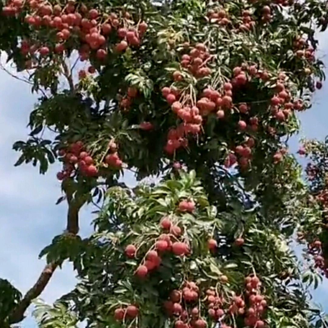 阿芳