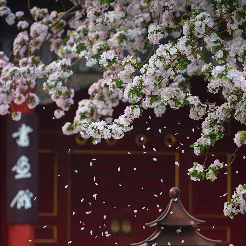 丽🌼🌼
