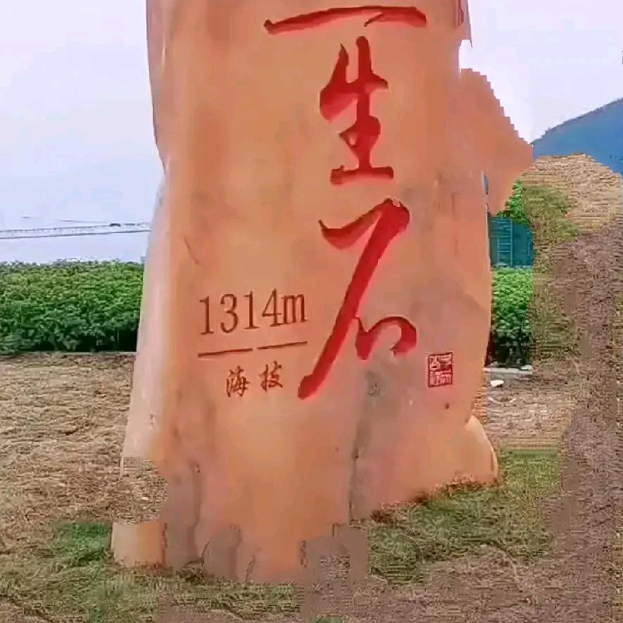 情为何物