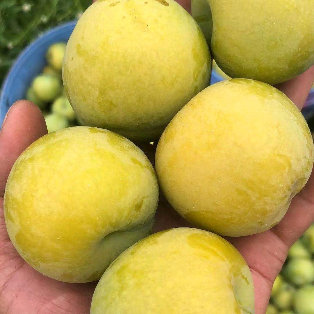 静居种植专业合作社